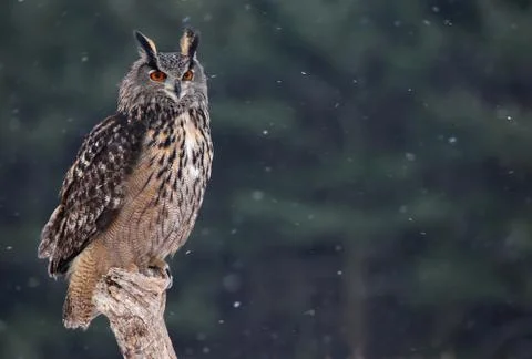Eurasian eagle owl sitting Stock Photos