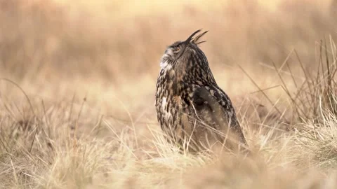 Eurasian eagle owl is sitting in tall grass Stock Footage 305992328