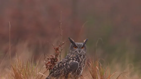 Eurasian Eagle Owl sitting on the tree stump in grass meadow habitat, photo with Stock Footage 291649264