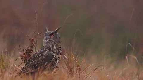 Eurasian Eagle Owl sitting on the tree stump in grass meadow habitat, photo with Stock Footage 291650625