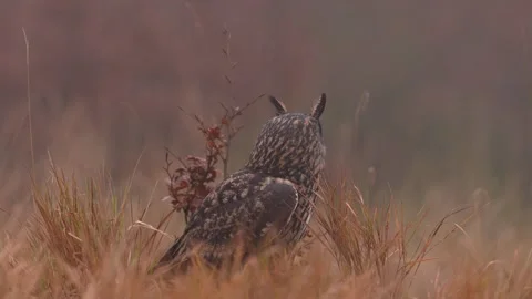 Eurasian Eagle Owl sitting on the tree stump in grass meadow habitat, photo with Stock Footage 291651419