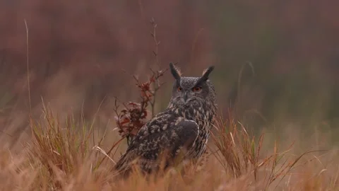 Eurasian Eagle Owl sitting on the tree stump in grass meadow habitat, photo with Stock Footage 291669380