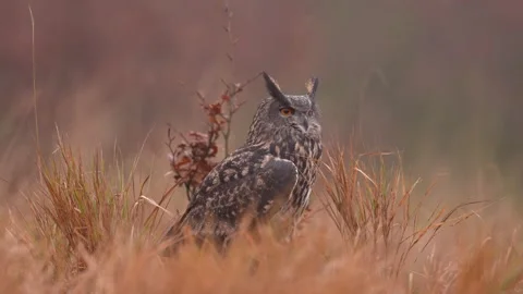 Eurasian Eagle Owl sitting on the tree stump in grass meadow habitat, photo with Stock Footage 291669897