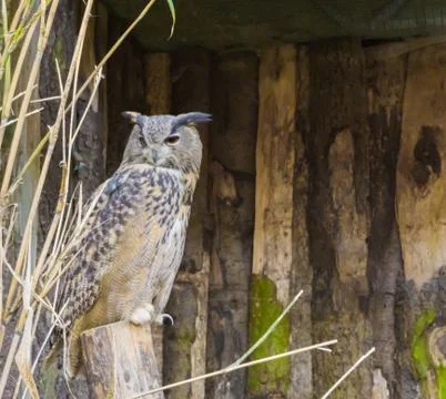 Eurasian eagle owl sitting on a tree stump, a nocturnal bird of prey that is  Stock Photos