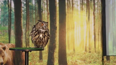 Eurasian Eagle owl slipping Video stock 82795769