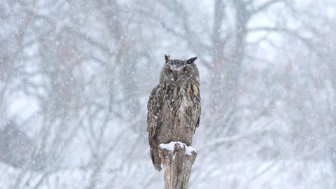 Eurasian eagle owl on snowy tree stump in falling snow, calling and turning head Stock Footage 329294301