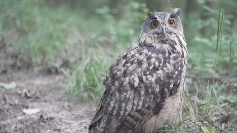 Eurasian eagle-owl spotted in forrest turning head to camera Stock Footage 113615539
