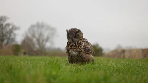 Eurasian Eagle Owl with spread out wingspan lands in lush meadow Stock Footage 303568553