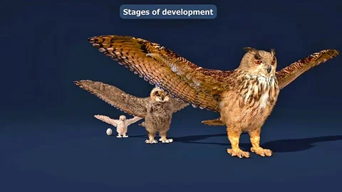 Eurasian Eagle owl stages of Development Video stock 307739182