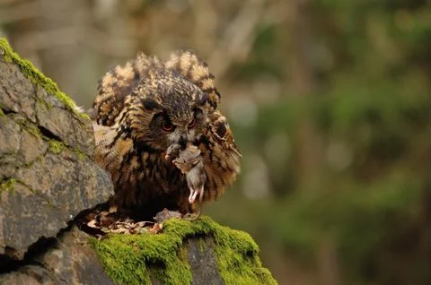 Eurasian Eagle Owl standing on rock with moss with hunt down mouse Stock Photos