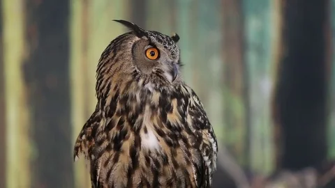 Eurasian Eagle owl staring into camera Stock Footage 82795737