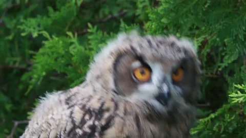Eurasian eagle-owl staring Stock Footage 81820240