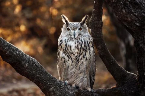 Eurasian eagle-owl on a tree branch Stockfoto's