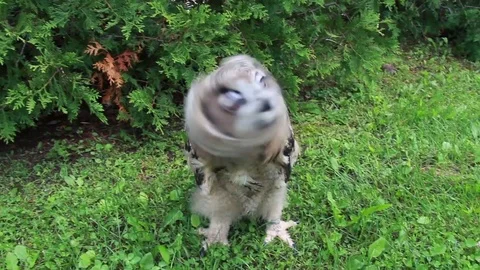 Eurasian Eagle owl walking Stock Footage 81820329