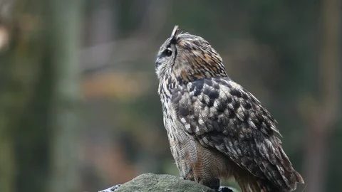 Eurasian eagle-owl in the woods Stock Footage 121968965