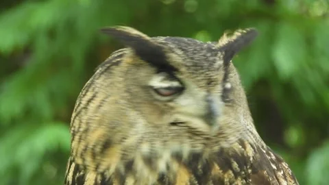 Eurasian eagle-owl,Bubo bubo, Spain Видео 234326304