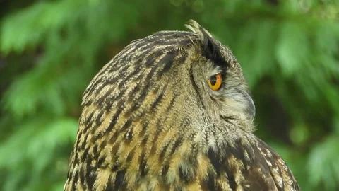 Eurasian eagle-owl,Bubo bubo, Spain Vídeo Stock 234326346