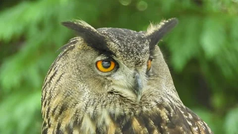 Eurasian eagle-owl,Bubo bubo, Spain Vídeo Stock 234326373