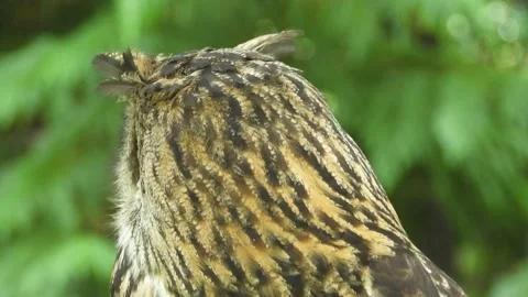 Eurasian eagle-owl,Bubo bubo, Spain Video stock 234326406