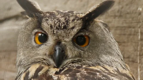 Eurasian eagle-owl,Bubo bubo, Spain Vídeo Stock 234326418