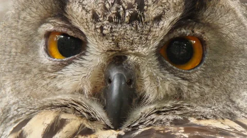 Eurasian eagle-owl,Bubo bubo, Spain Stock Footage 234326598