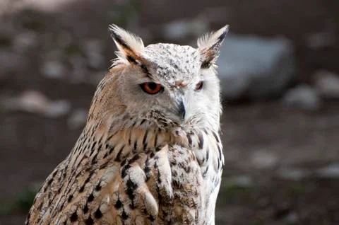 Eurasian Eagle-Owlis, Bubo, bubo. Stock Photos