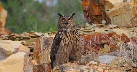 Eurasian eagleowl perched on rocky terrain in natural habitat 库存影片 334824622
