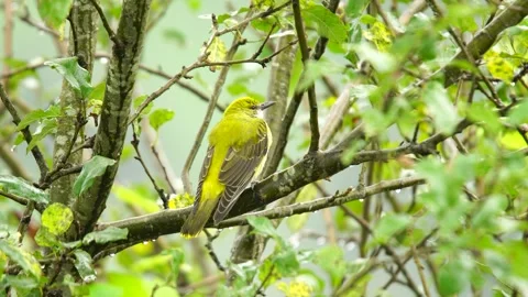 Eurasian Golden Oriole 스톡 동영상 334877142