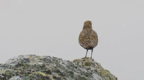 Eurasian golden plover Stock Footage 8520214