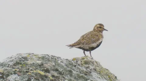 Eurasian golden plover Stock Footage