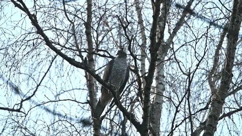 Eurasian goshawk taking off to flight in slow motion, another angle Stock Footage 331883849