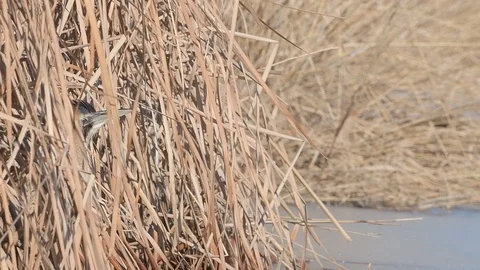 Eurasian Great Bittern (Botaurus Stellaris) hiding in the reeds. Video stock 96305805