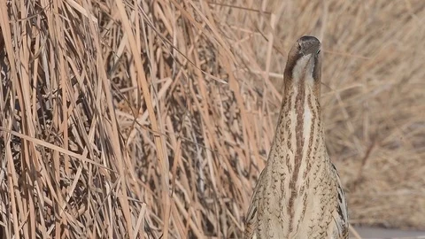 Eurasian Great Bittern (Botaurus Stellaris) stretching its neck looking around. Stock Footage 96305812