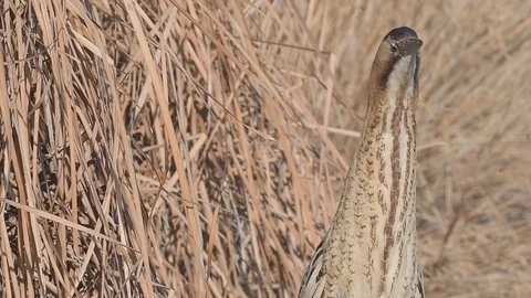 Eurasian Great Bittern (Botaurus Stellaris) looking around, portrait. Stock Footage 96305817