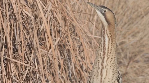 Eurasian Great Bittern (Botaurus Stellaris) stretching its neck, looking around. Video stock 96305827