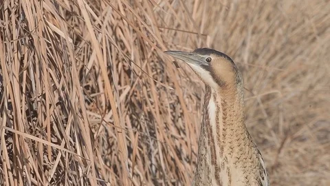 Eurasian Great Bittern (Botaurus Stellaris) stretching its neck looking around. Video stock 96305866