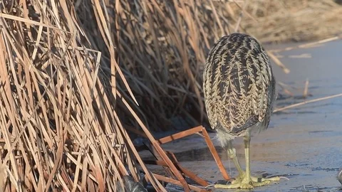 Eurasian Great Bittern (Botaurus Stellaris) walking away on ice. Video stock 96305915