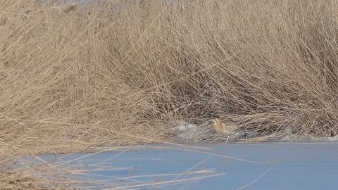 Eurasian Great Bittern (Botaurus Stellaris) walking on ice. Stock Footage 96305929