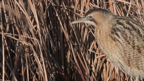 Eurasian Great Bittern (Botaurus Stellaris) showing its tongue. Stock Footage 96305941
