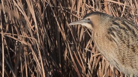 Eurasian Great Bittern (Botaurus Stellaris) showing its tongue. Stock Footage 96305946