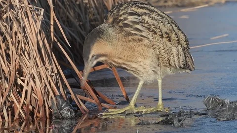 Eurasian Great Bittern (Botaurus Stellaris) drinking water, walking on ice. Video stock 96305980
