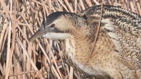 Eurasian Great Bittern (Botaurus Stellaris) stretching its neck, looking. Video stock 96305987
