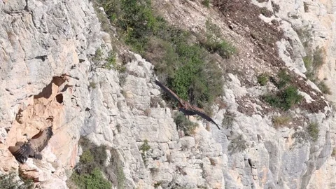 Eurasian Griffon Vulture changes its mind and direction in flight Stock Footage 297606865