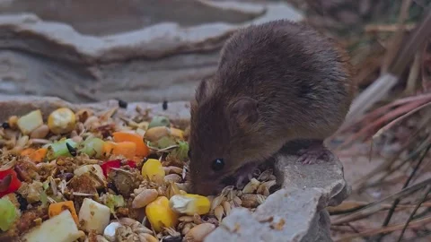 An eurasian harvest mouse Stock Footage 275484923