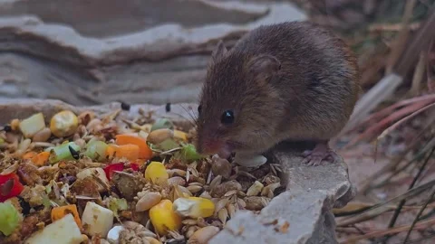 An eurasian harvest mouse Stock-Footage 275513914