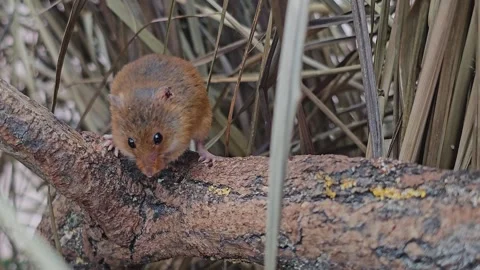 An eurasian harvest mouse  Stock Footage 277536656