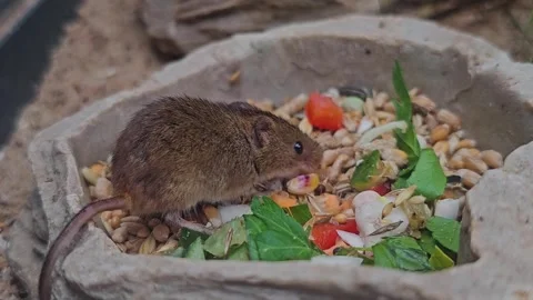 An eurasian harvest mouse Stock Footage 277540945