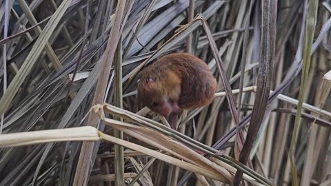 An eurasian harvest mouse Stock Footage 277540992