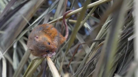 An eurasian harvest mouse  Stock Footage 277543867
