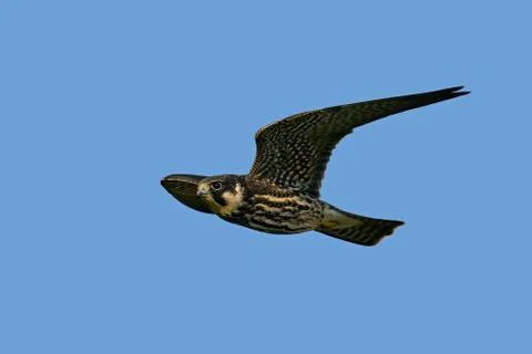 Eurasian hobby (Falco subbuteo) Stock Photos